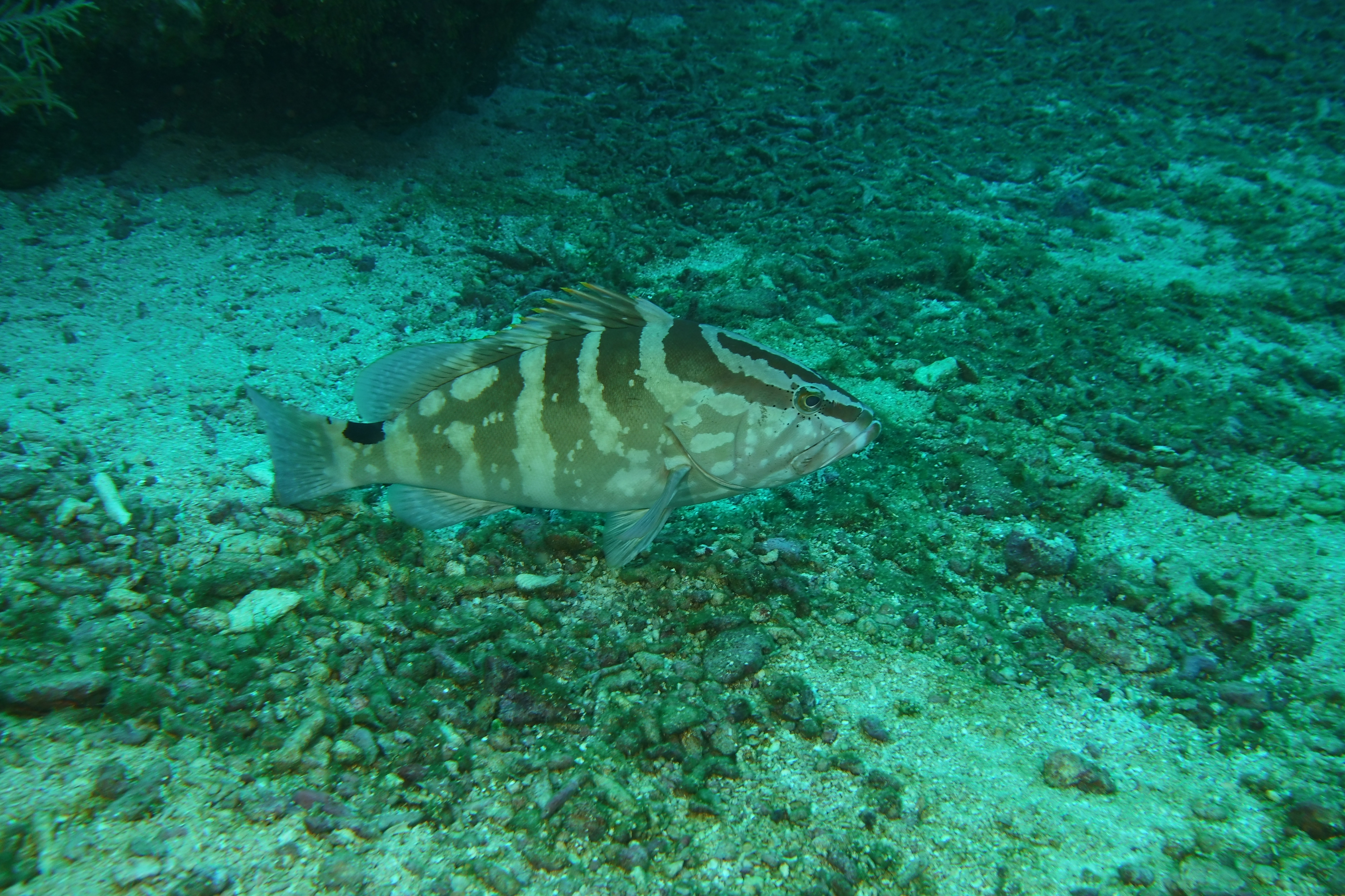 Tiger grouper