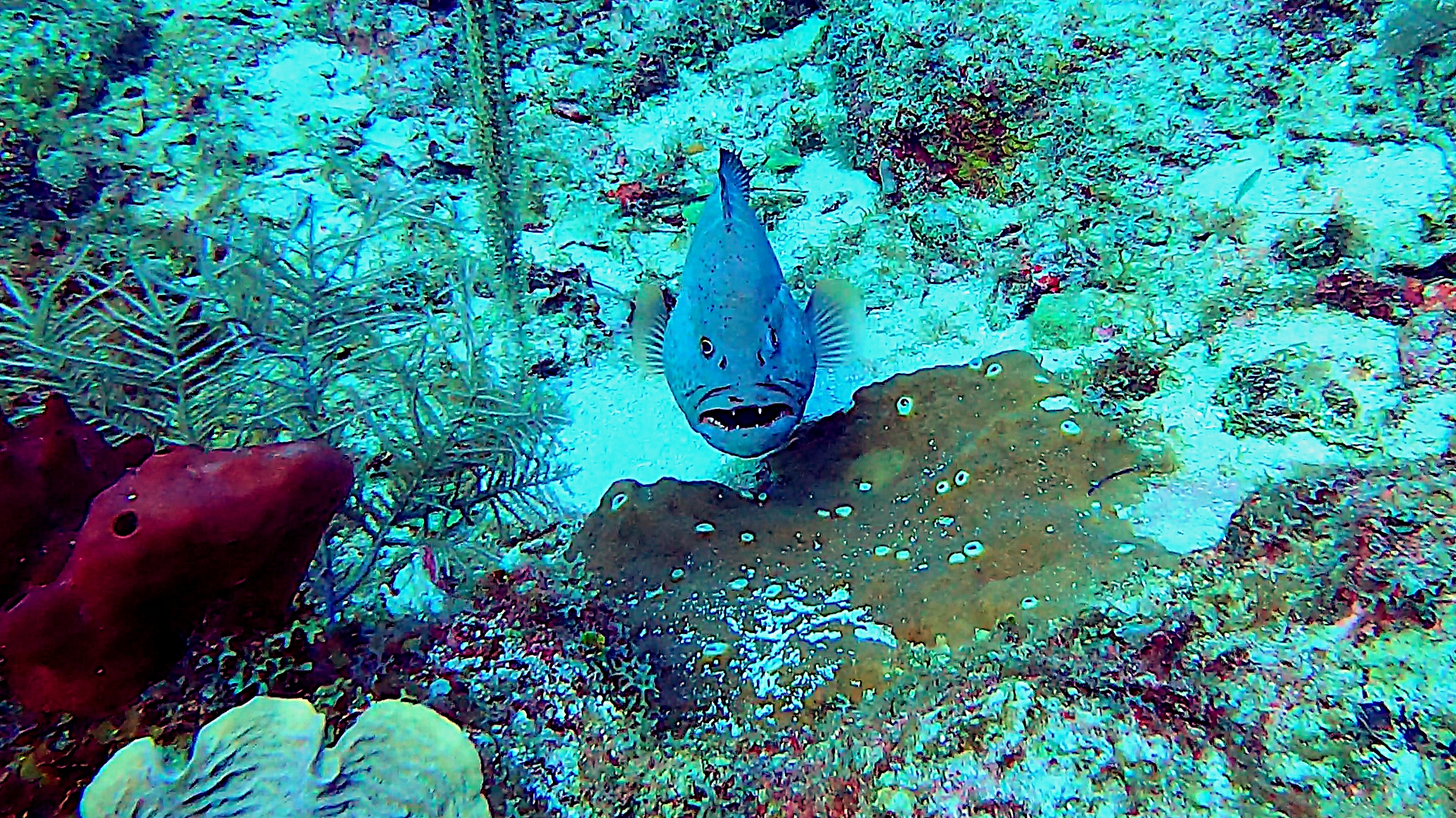 Tiger grouper