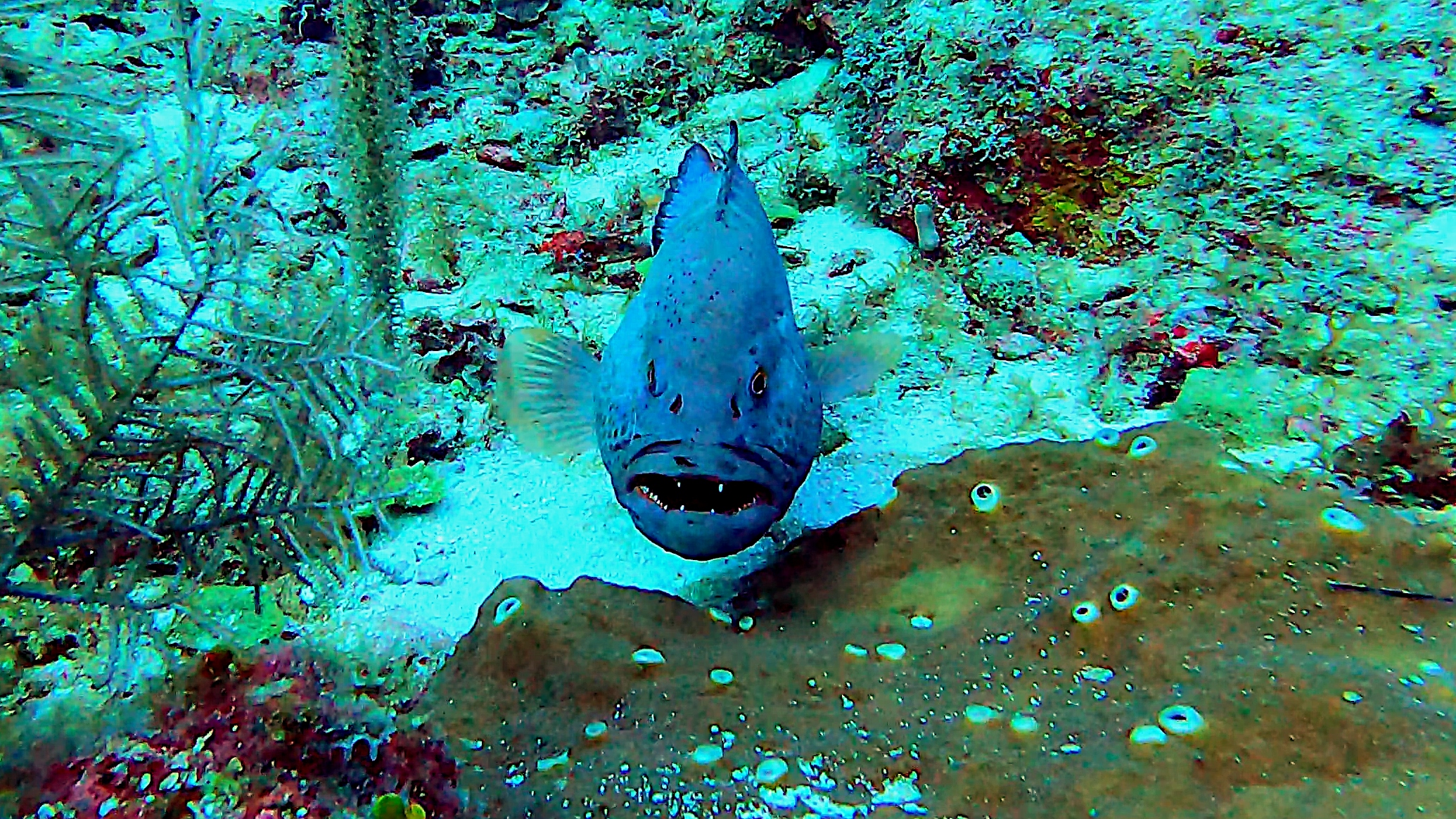Tiger grouper