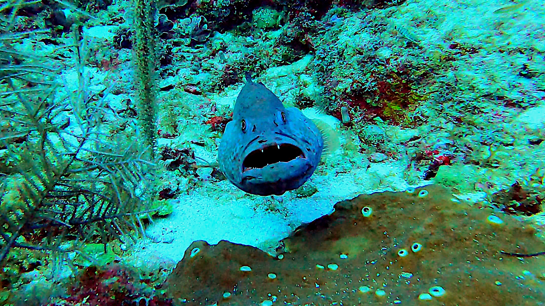 Tiger grouper