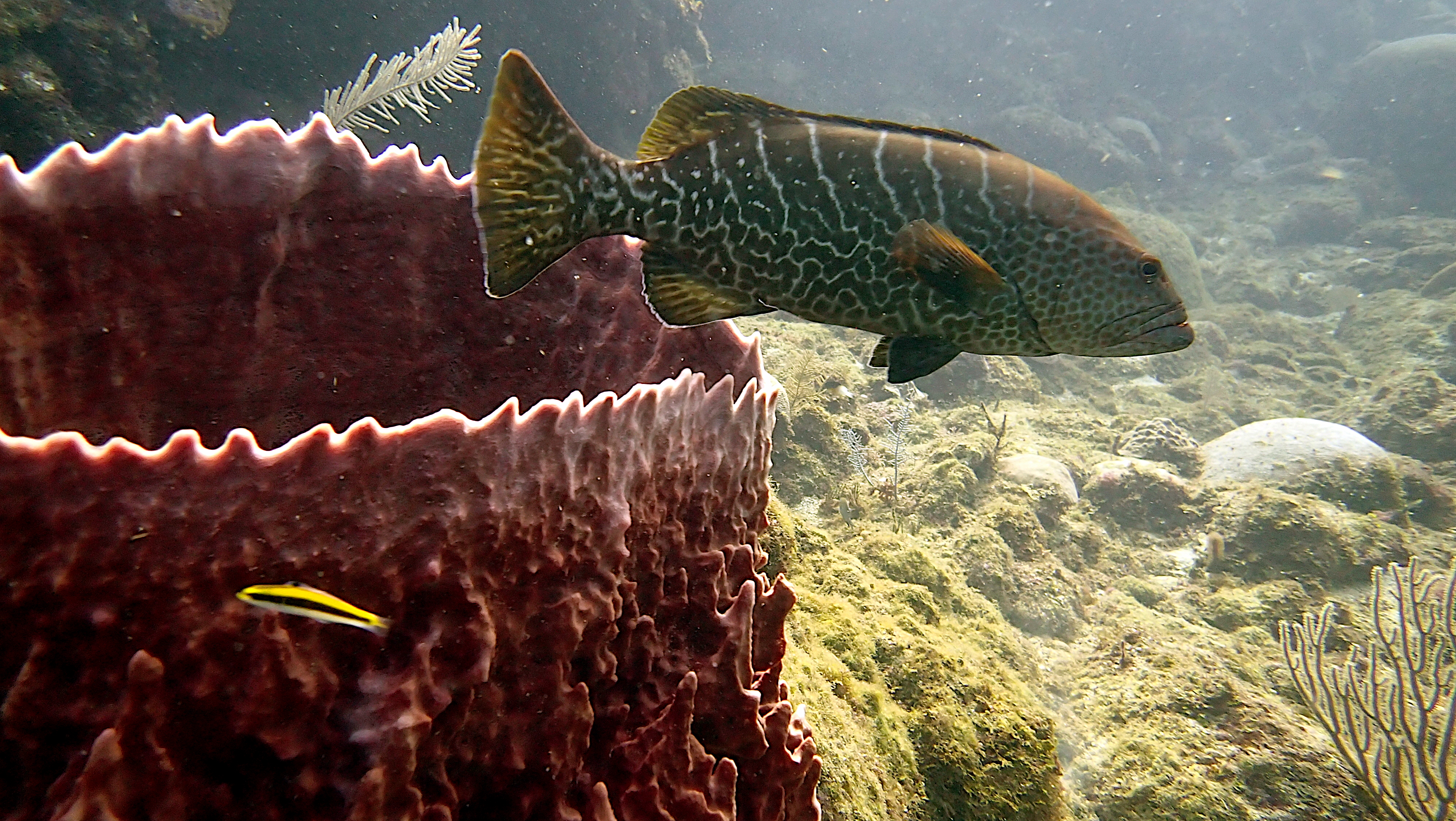Tiger grouper