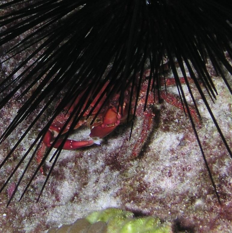 tiny crab