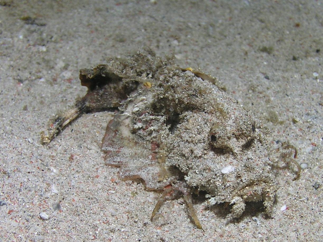 tiny grumpy fish