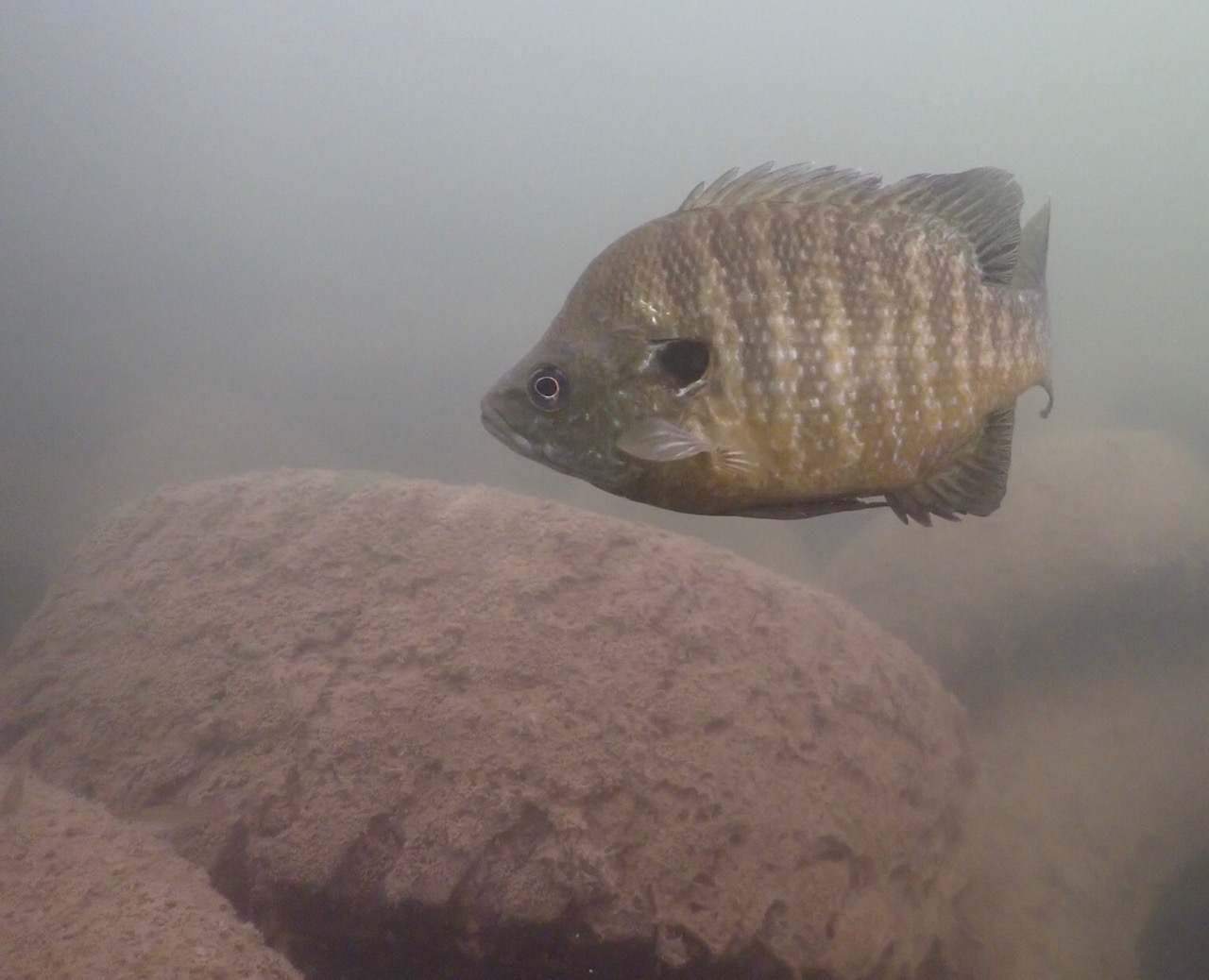 tired fish