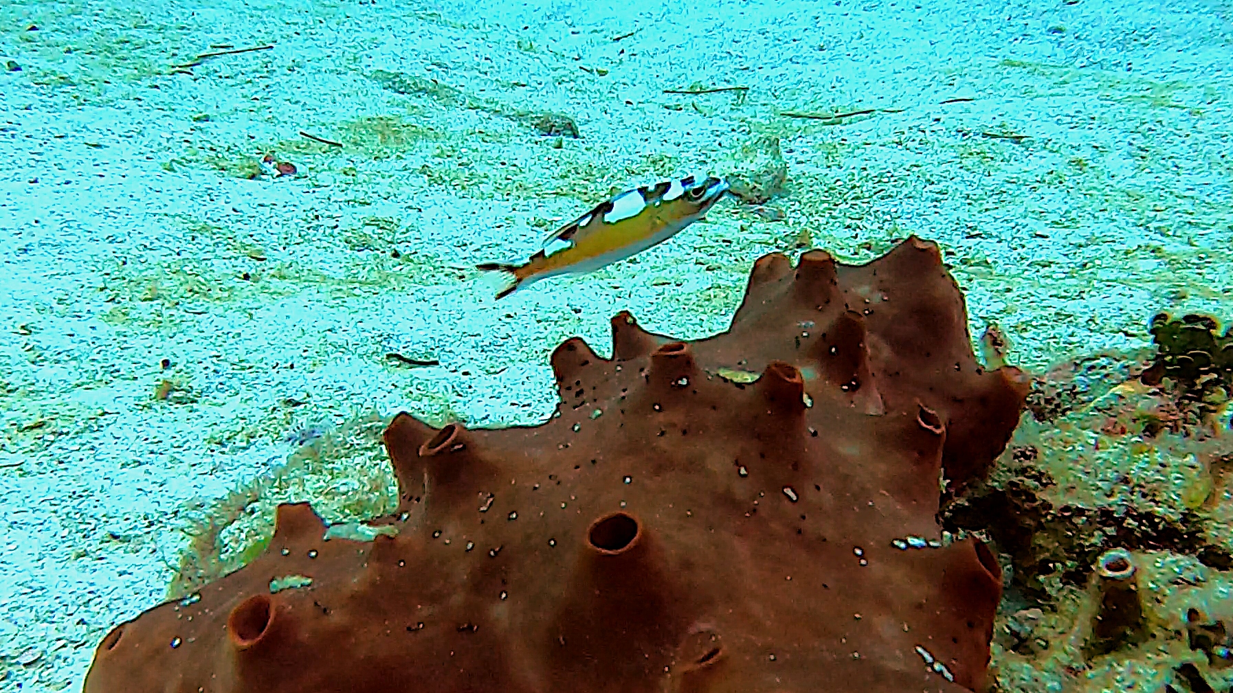 Tobaccofish