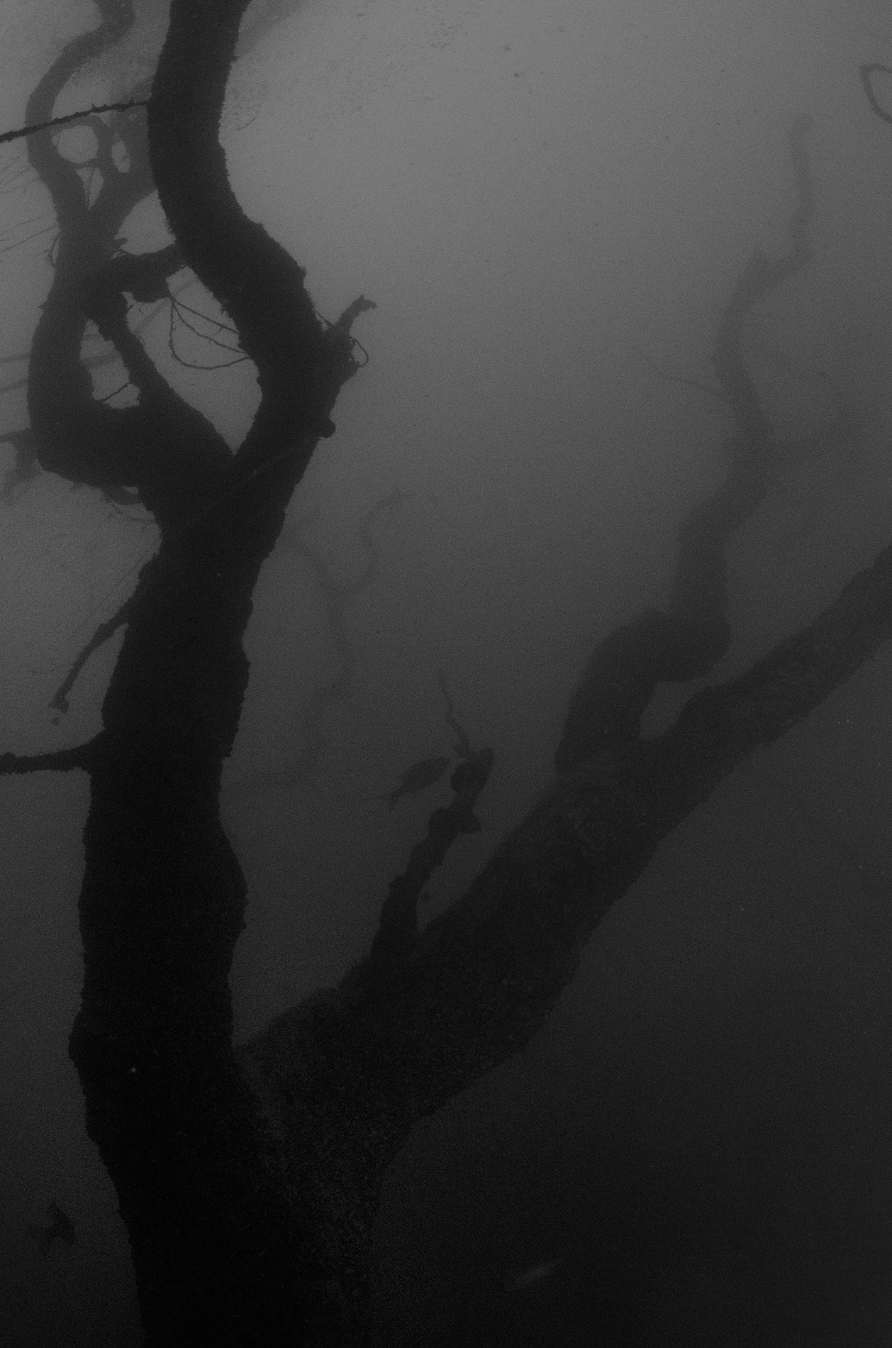 Tree - Canyon Lake