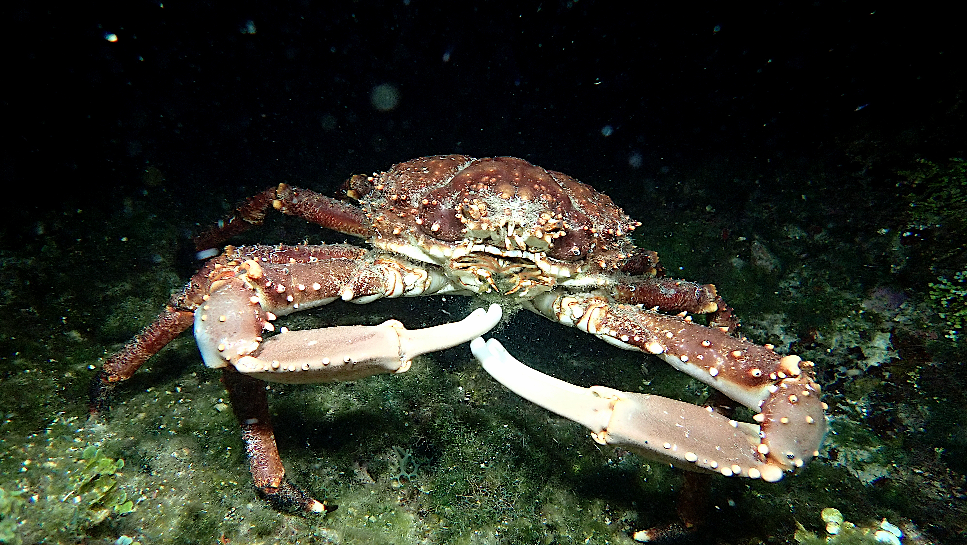 True crab