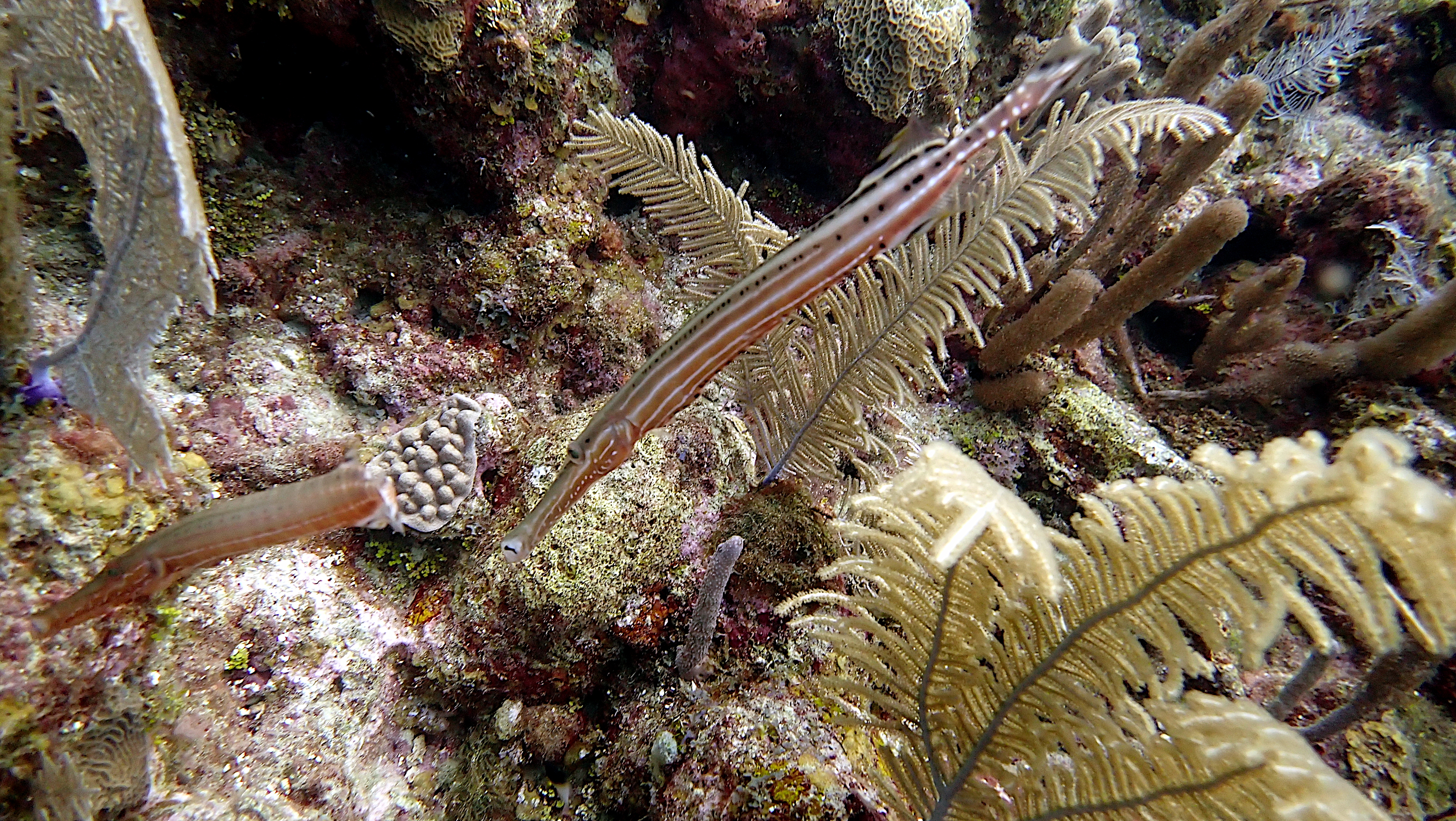 Trumpetfish