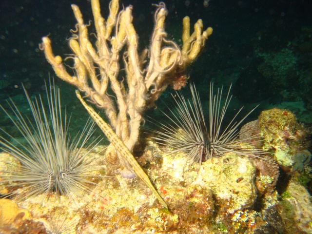 Trumphet fish, urchins and brittle stars