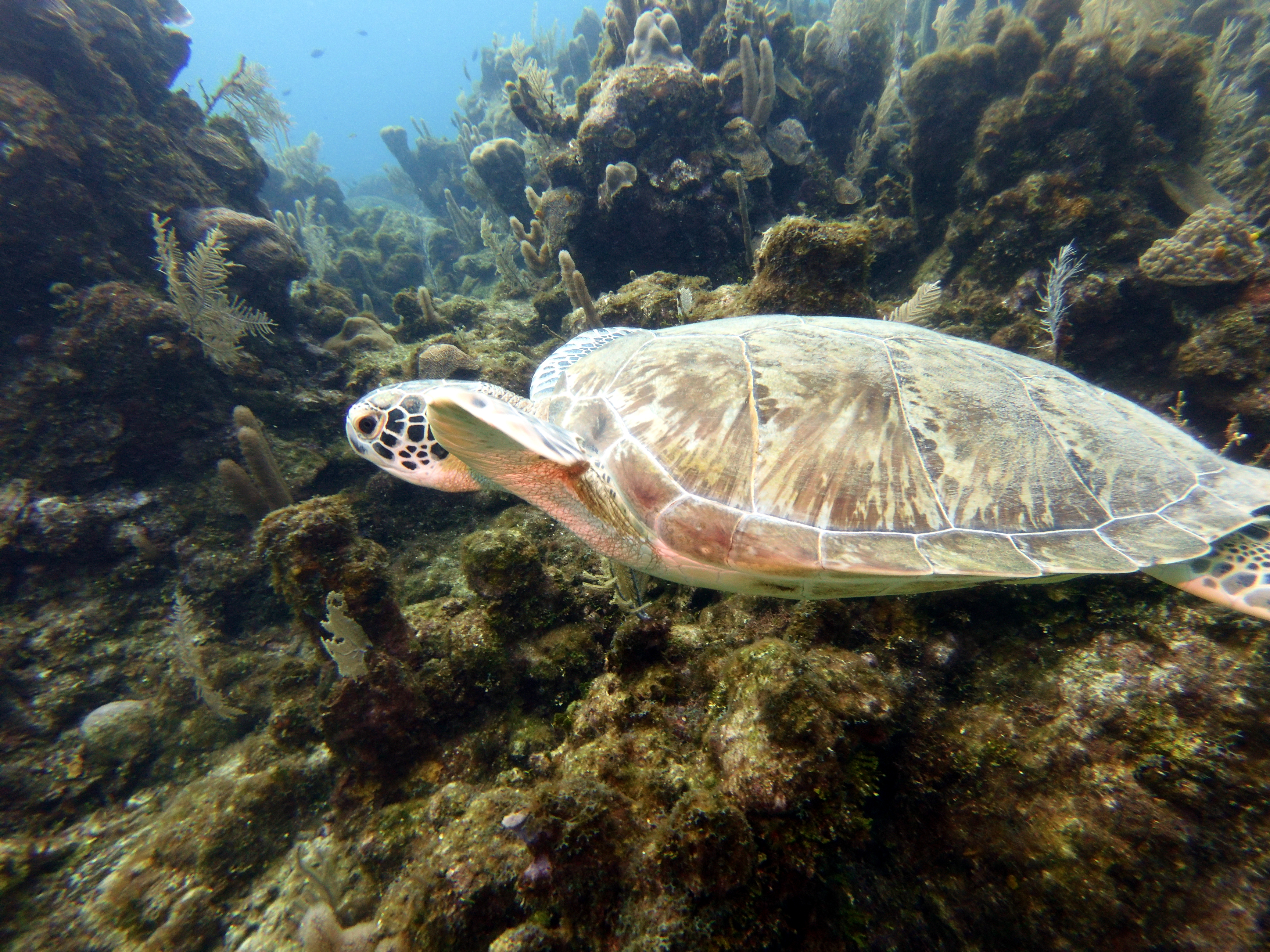 Turtle at the Aquarium
