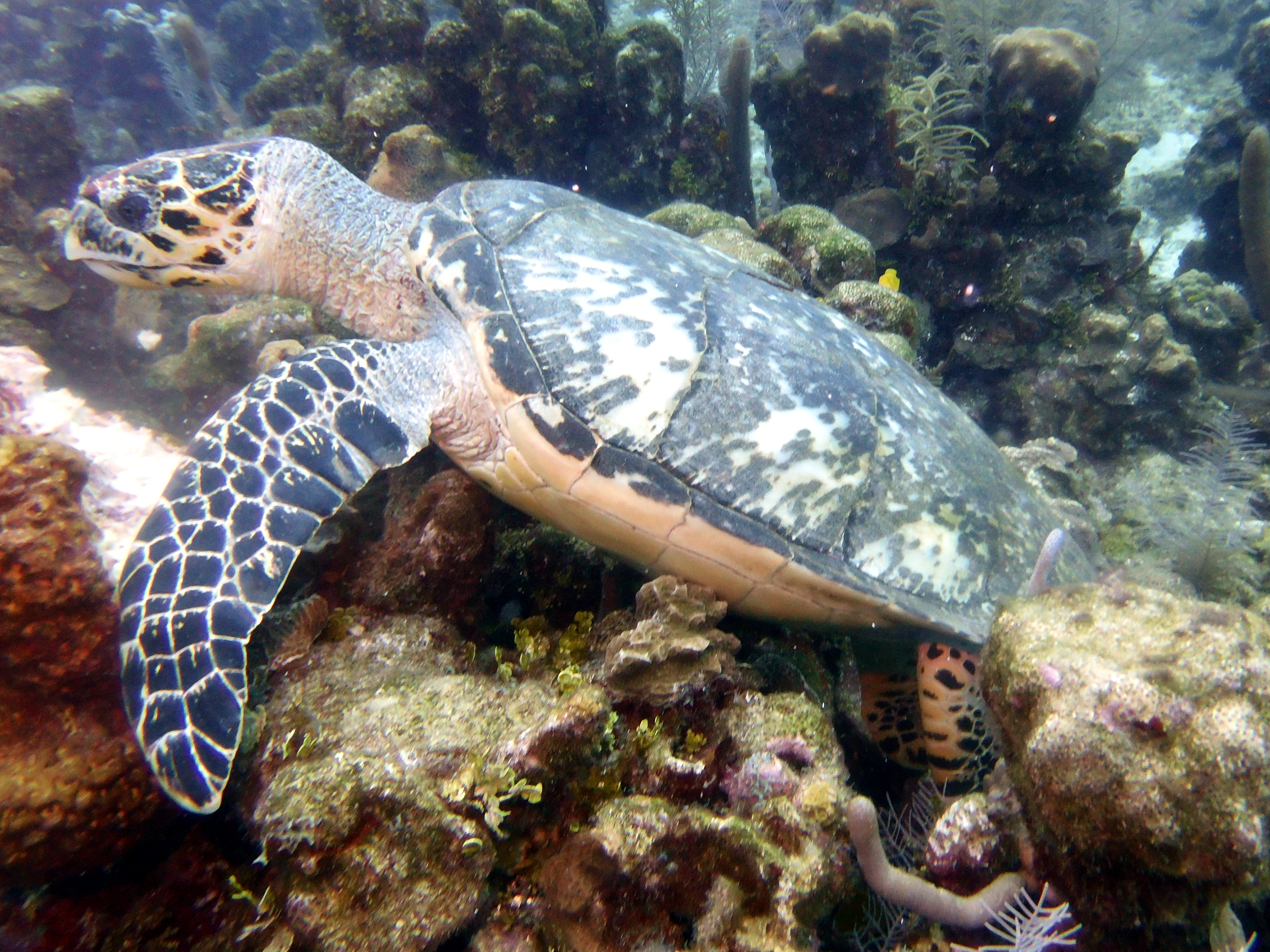 Turtle at Three Brothers munching on some coral