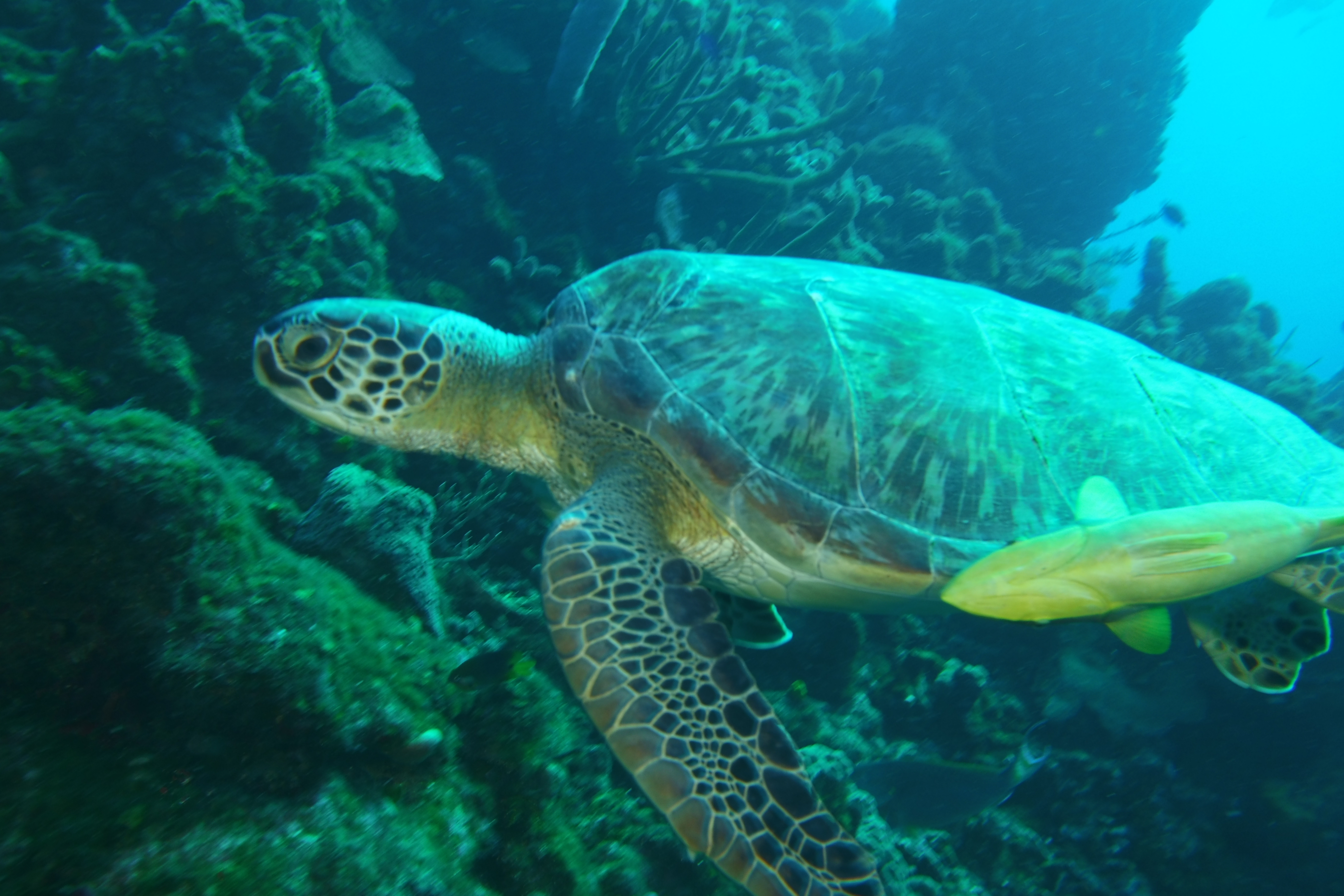 Turtle closeup