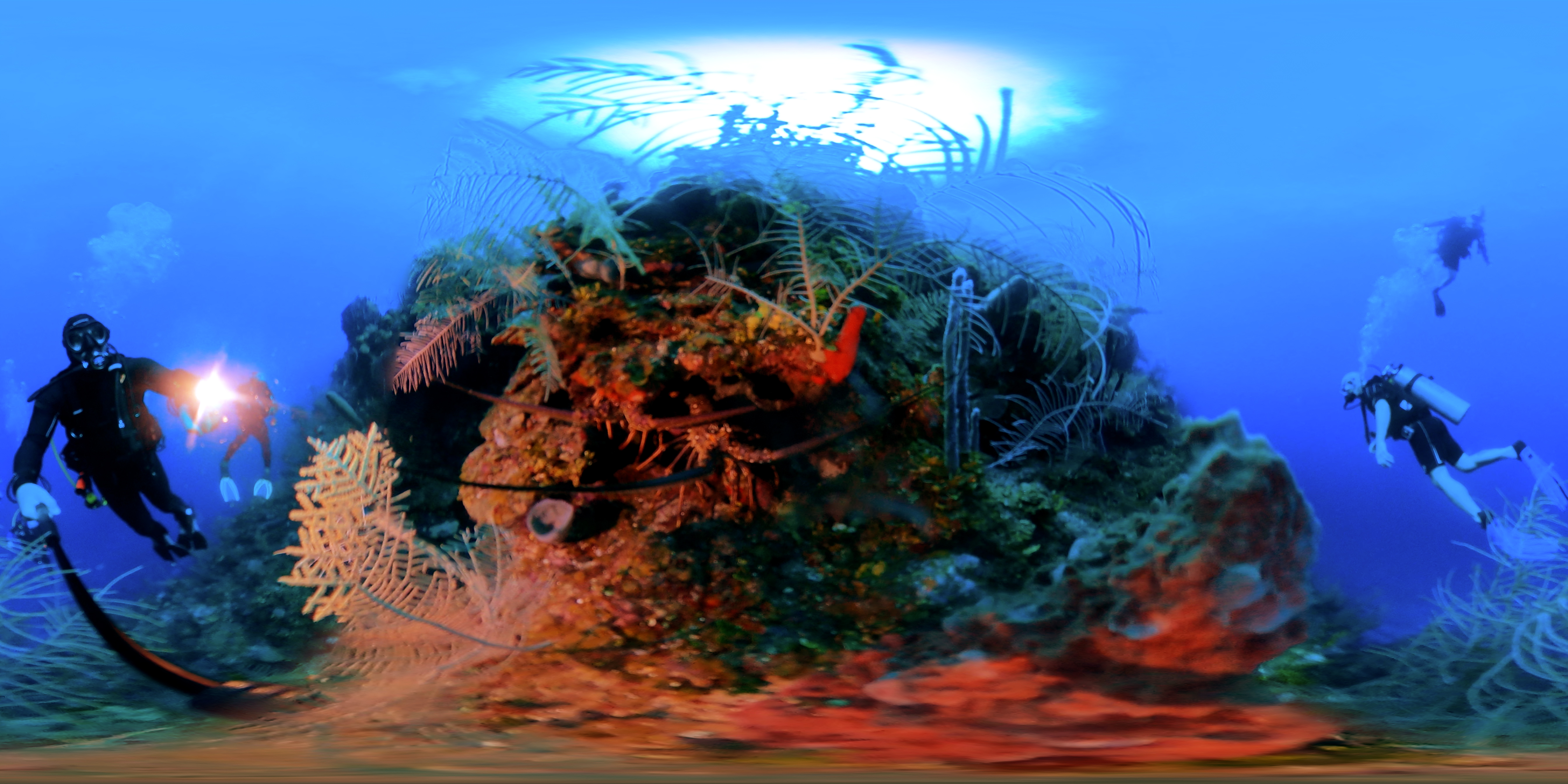 Turtle Crossing in 360 degrees