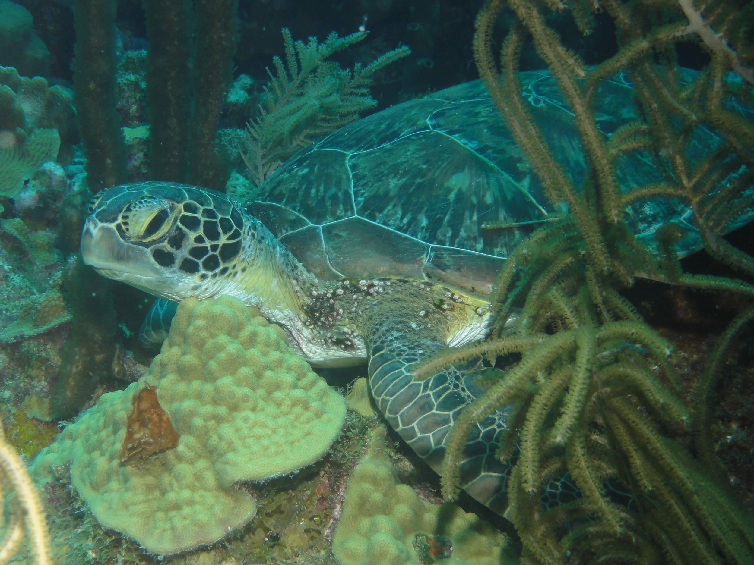 Turtle snoozing