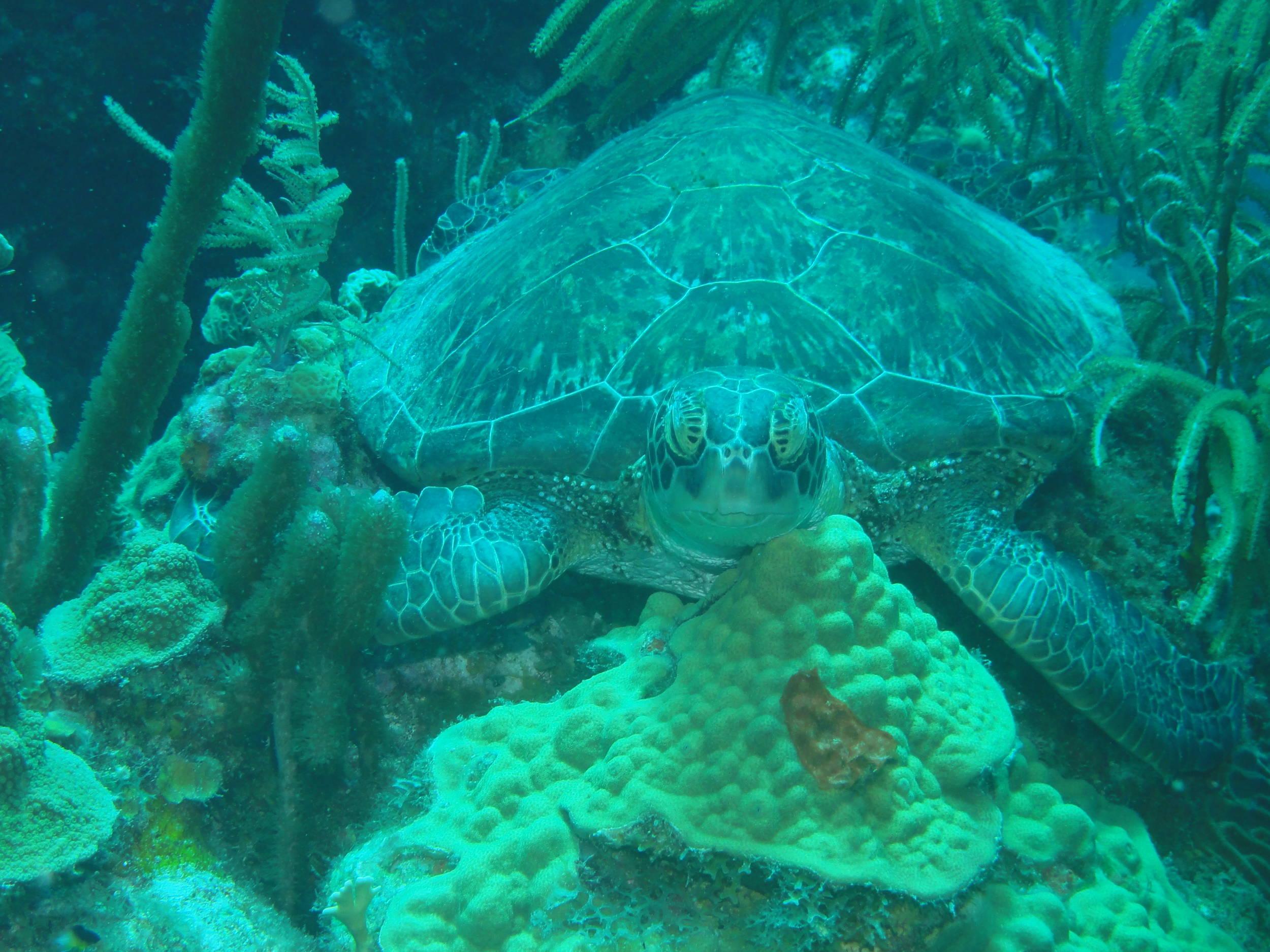 Turtle snoozing