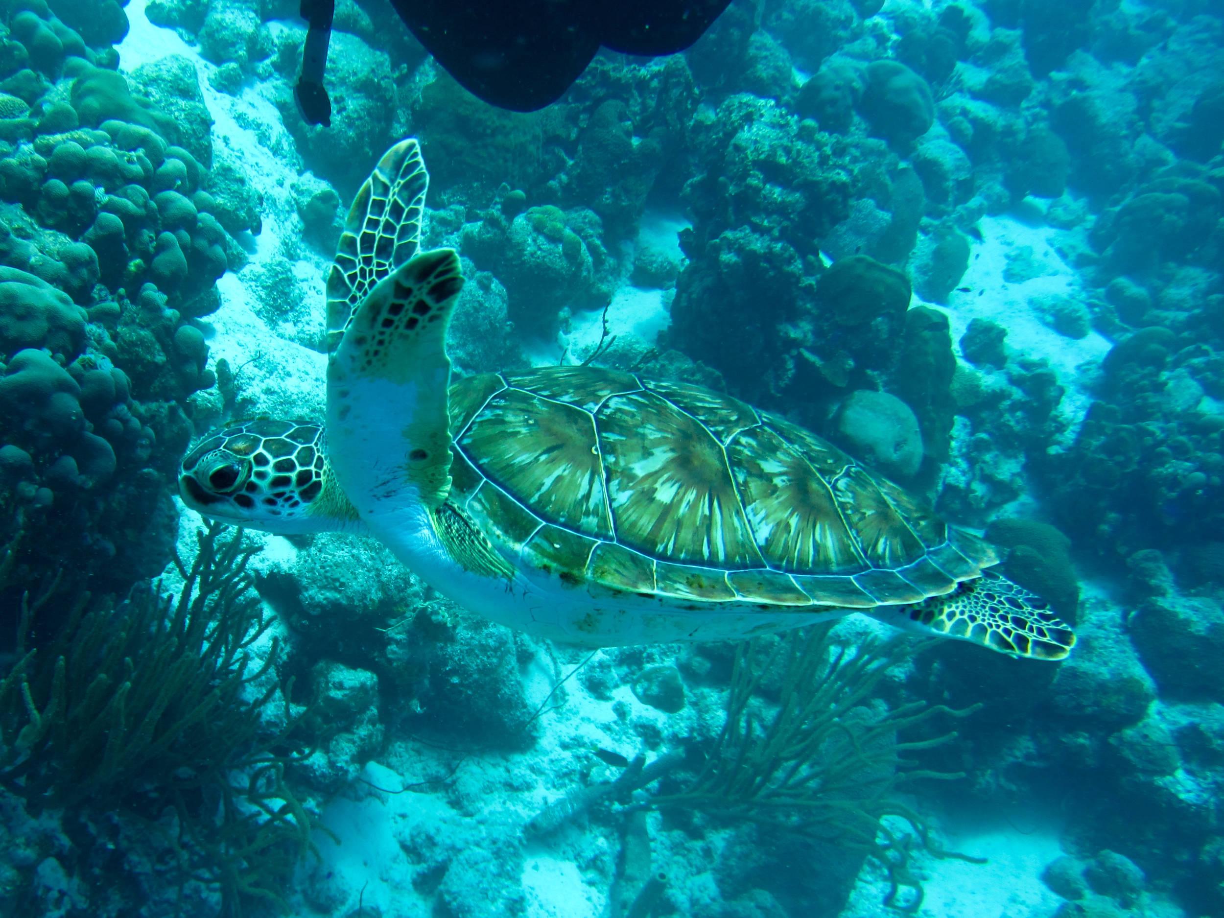 Turtle Swim