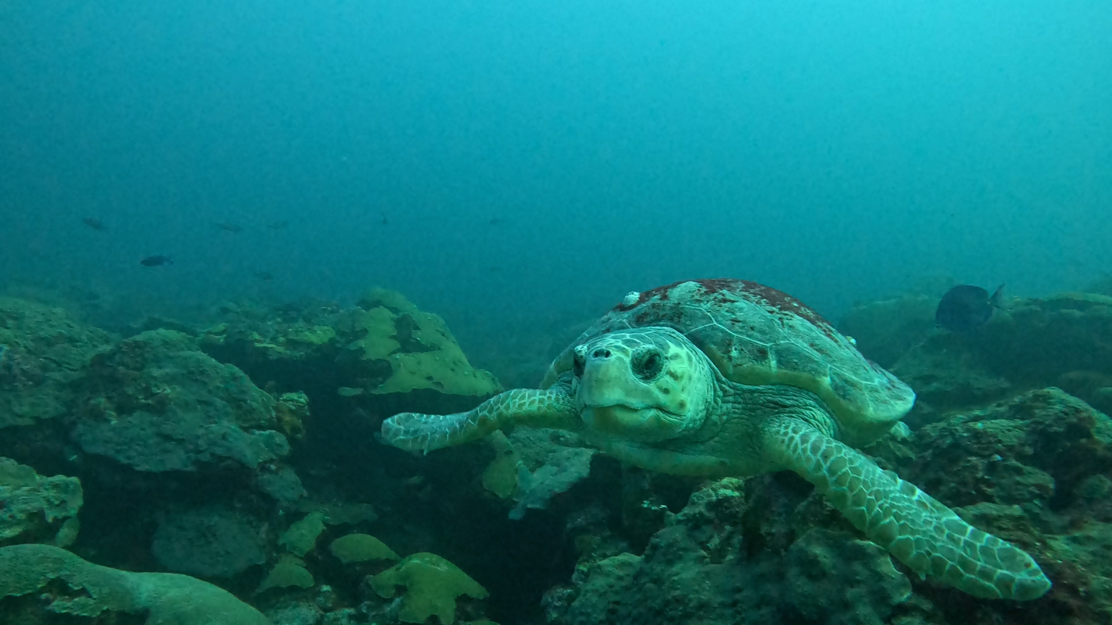 Turtle Swimming toward me