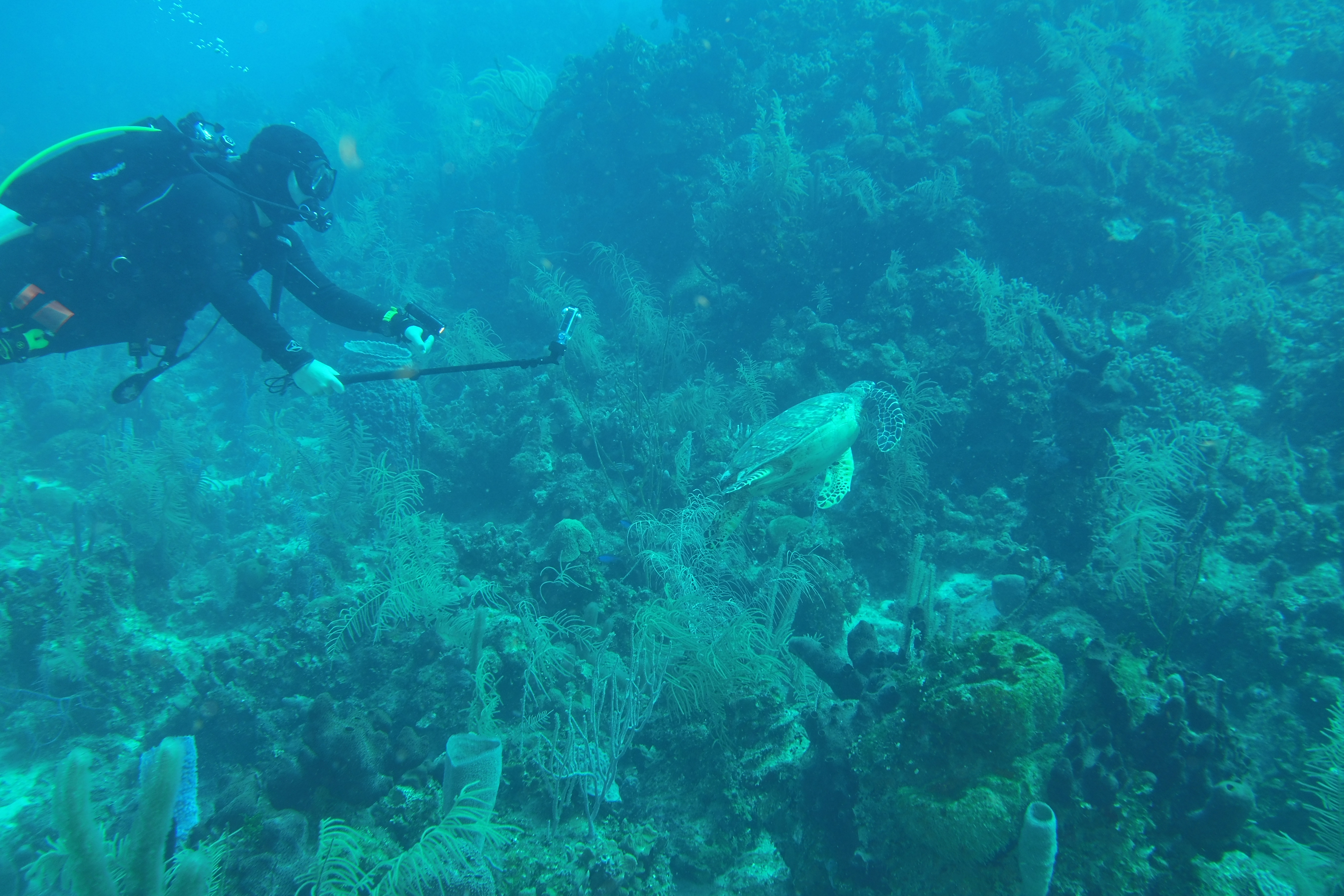 Turtle swimming with Adam taking a video