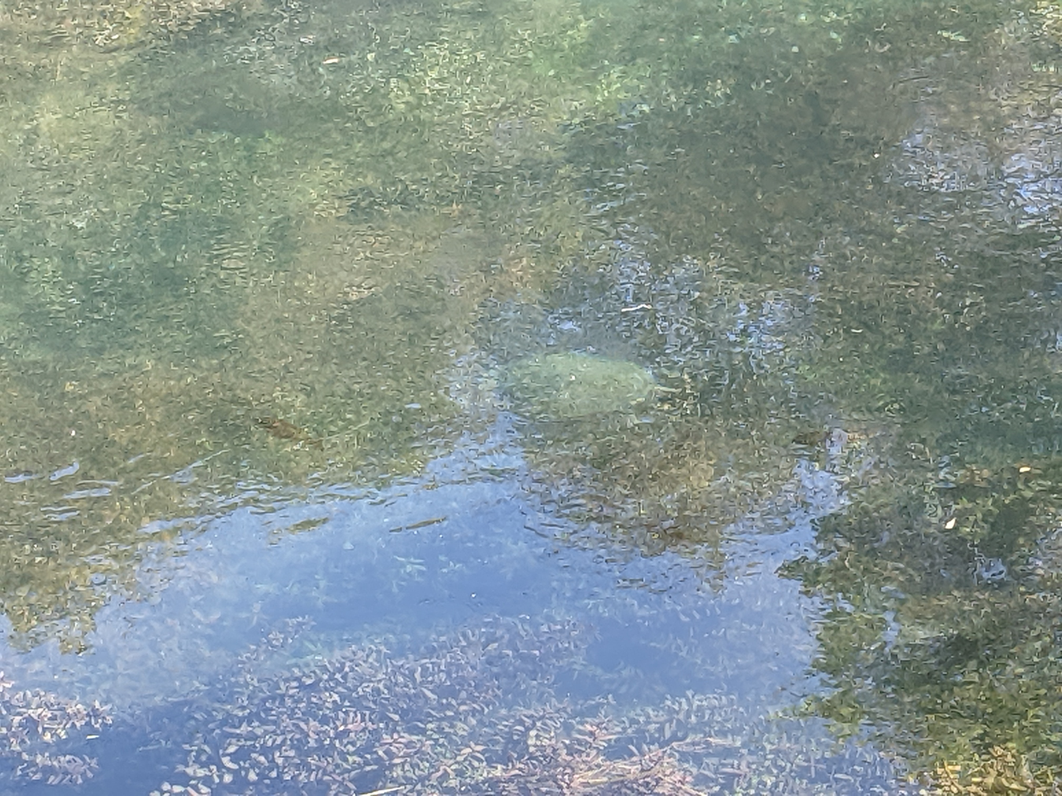 Turtle visit 1