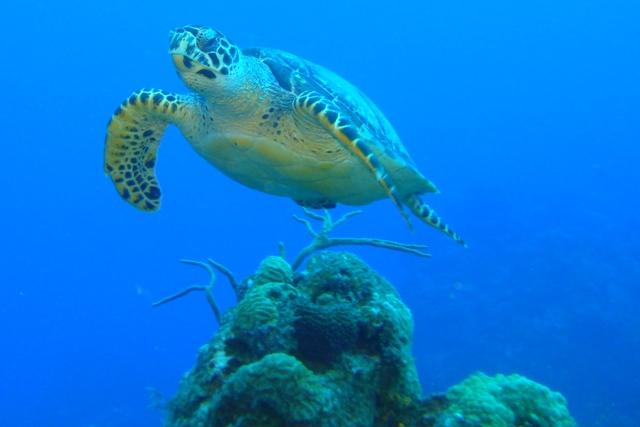 Turtle