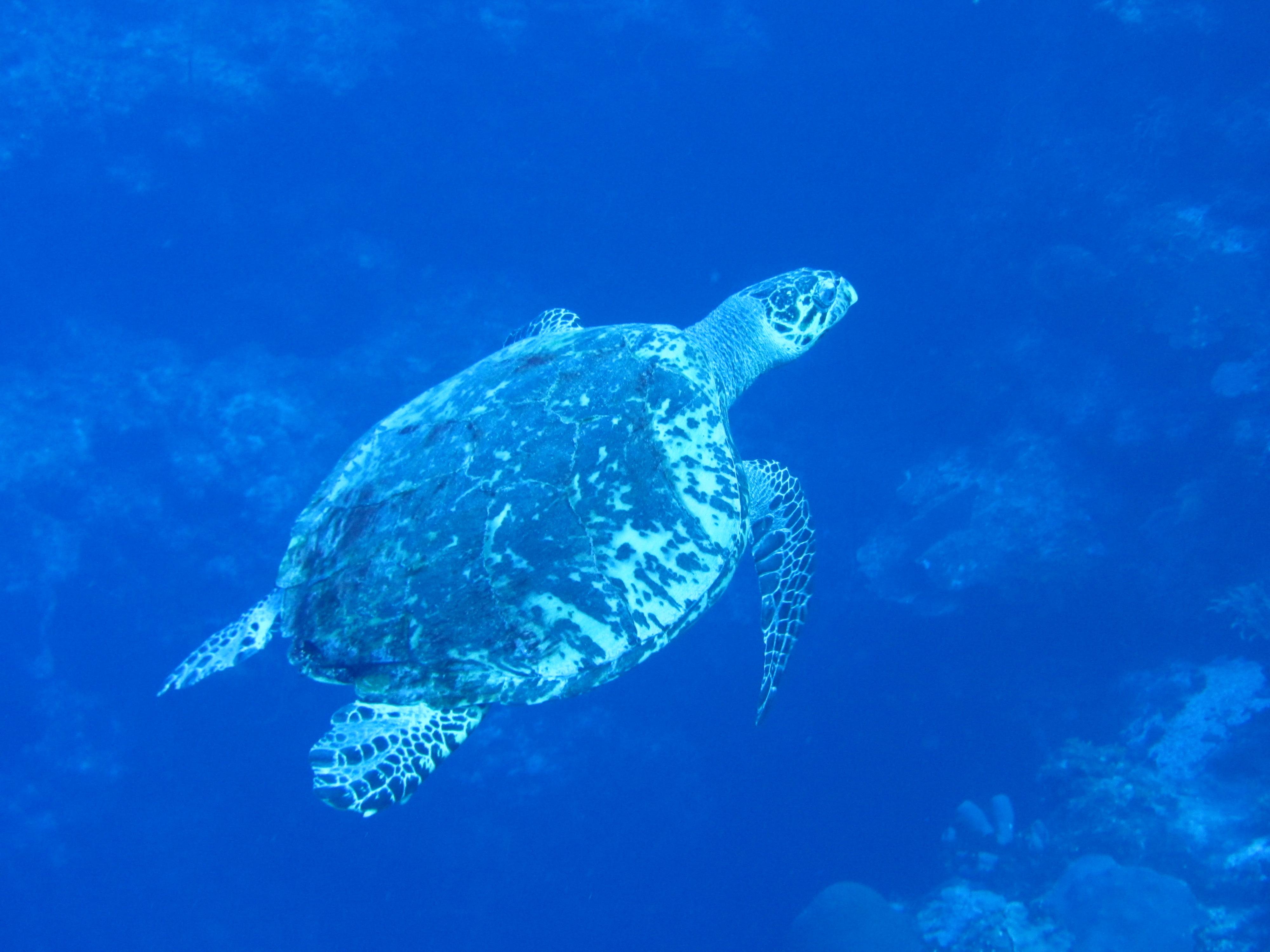 Turtle