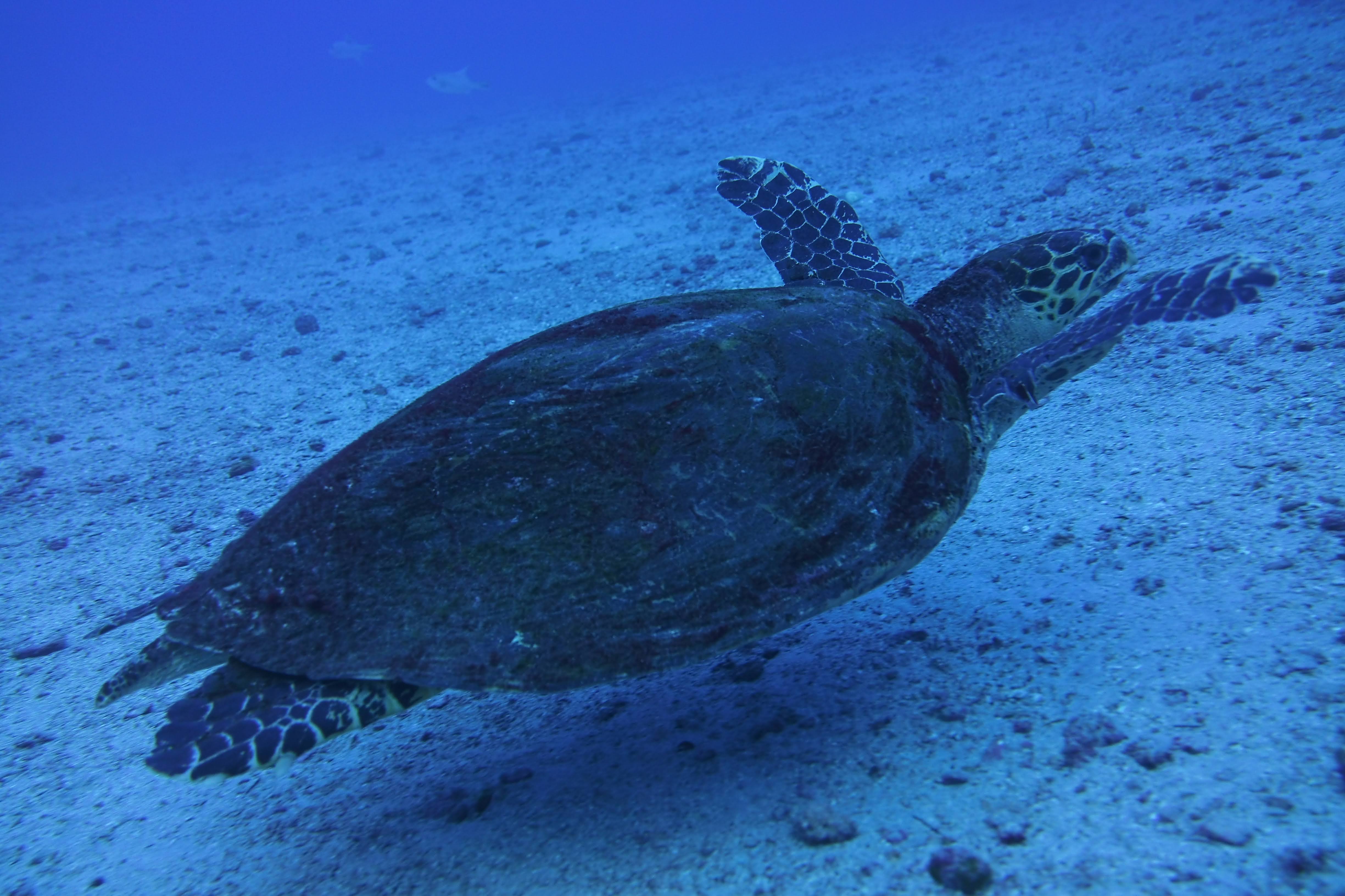 Turtle!