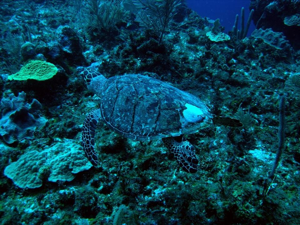 Turtle