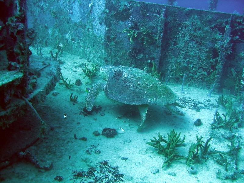 Turtle