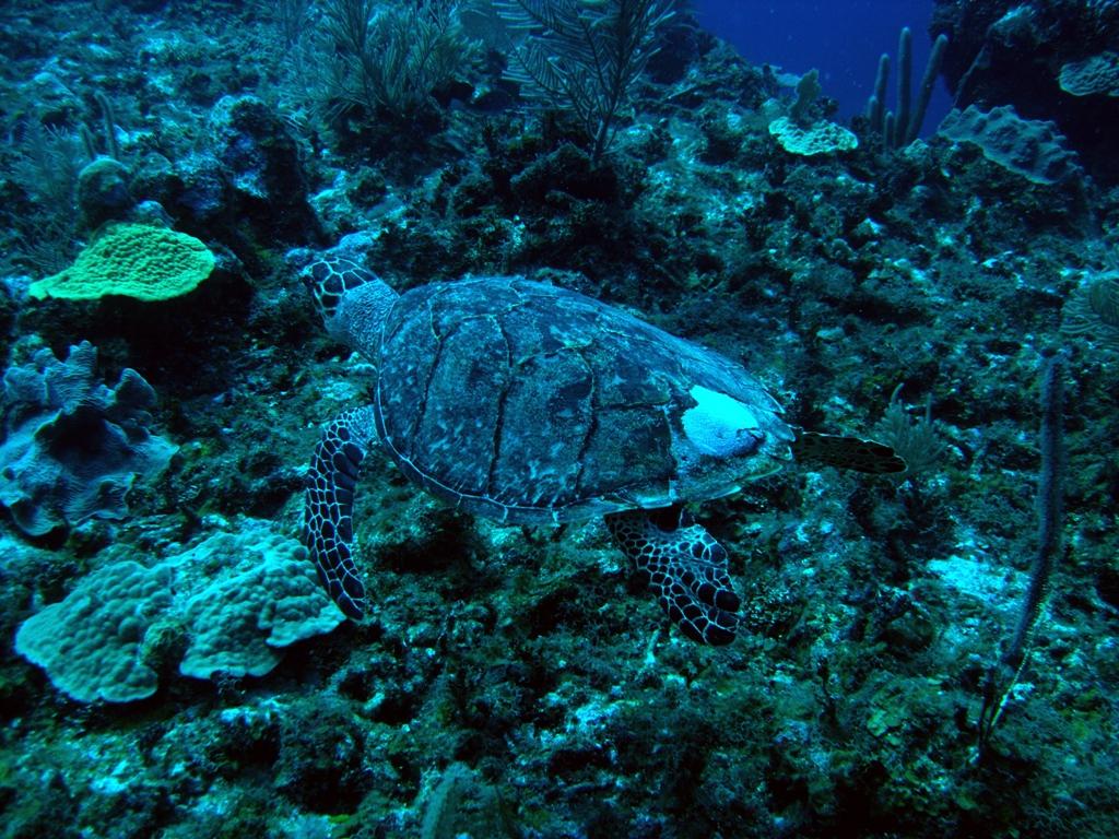 Turtle1