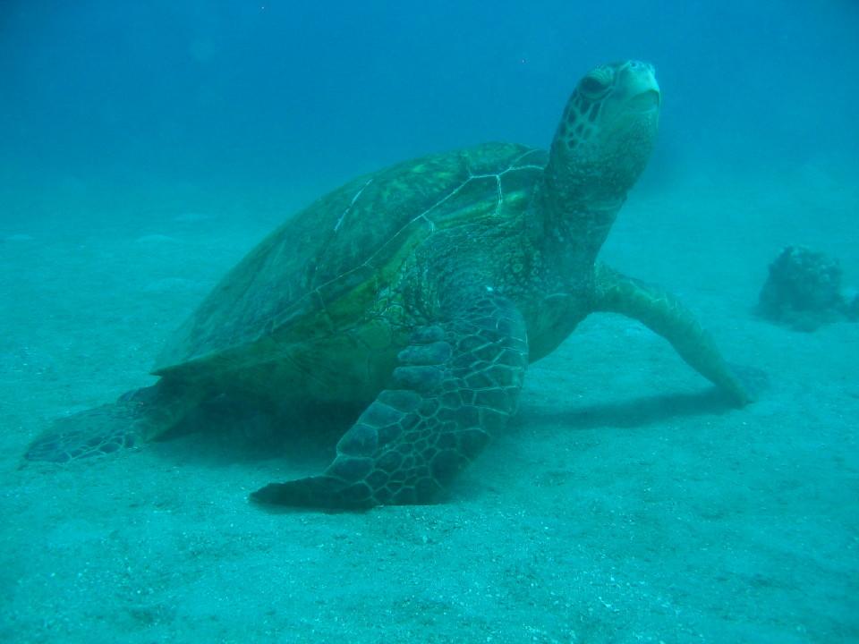TurtleWP