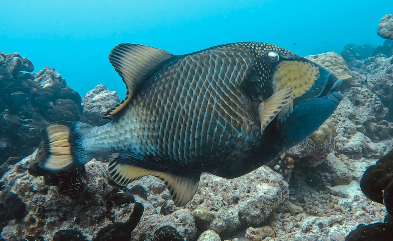 Unknown fish