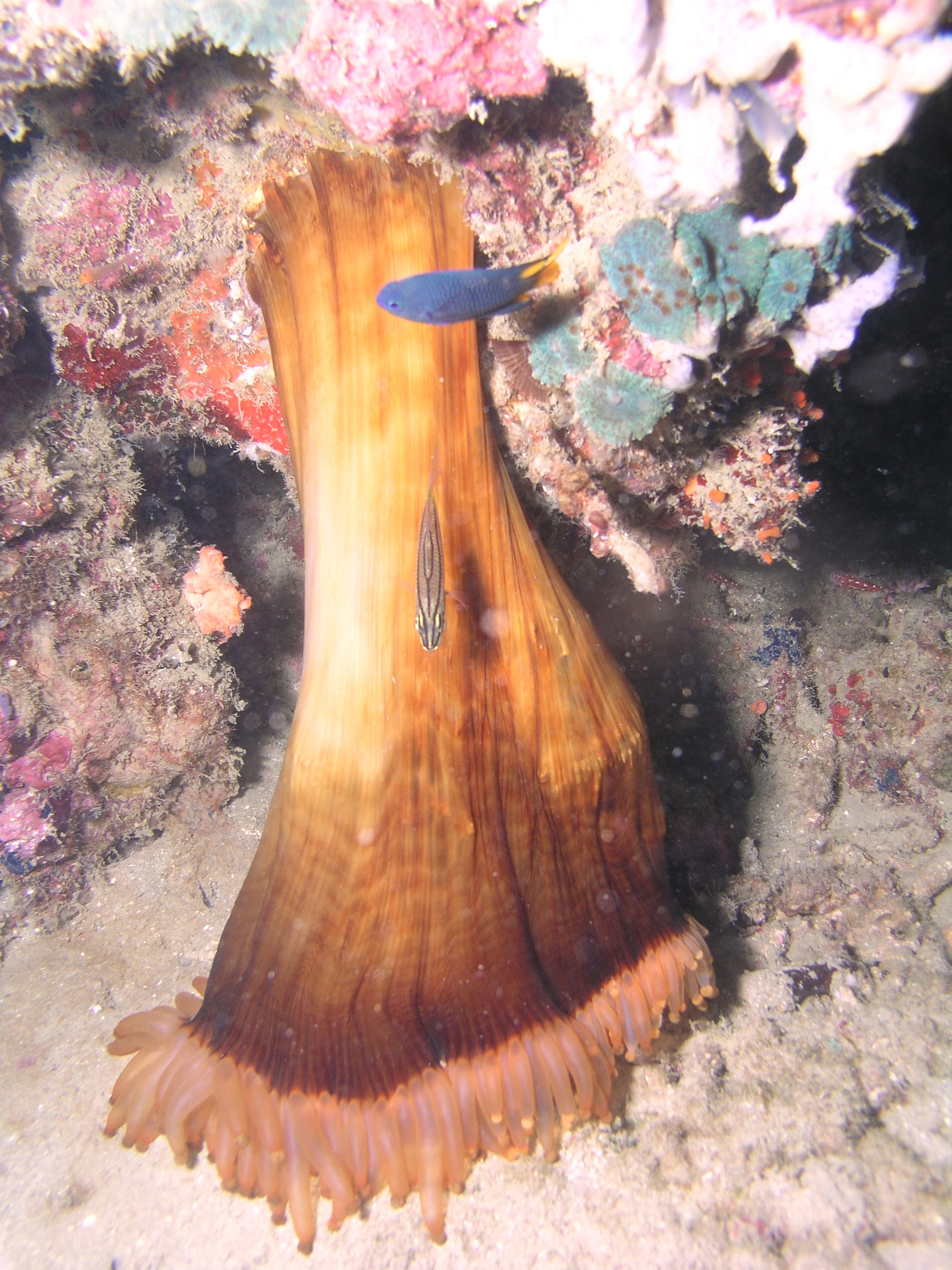 unusual anemone behavior