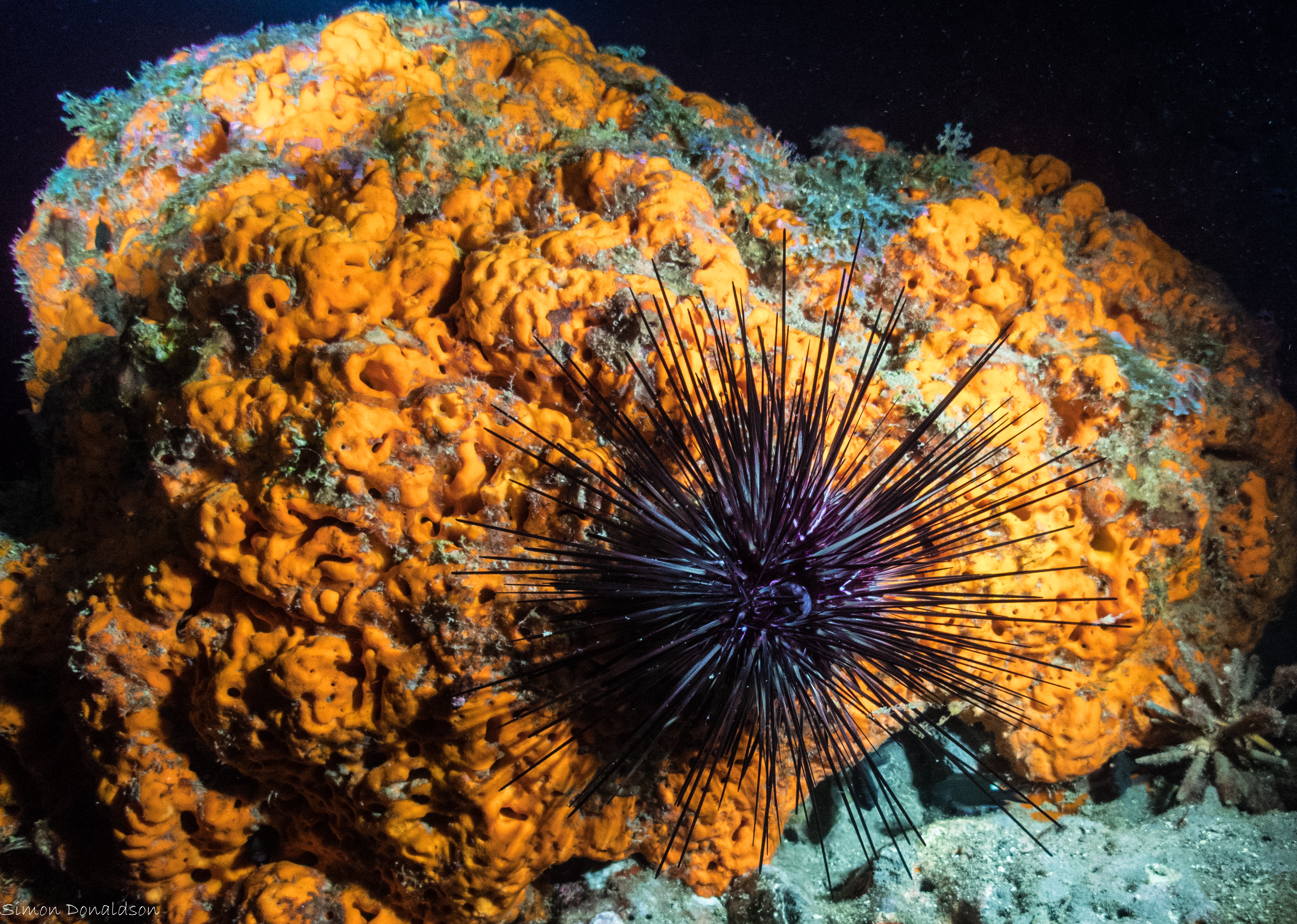 Urchin on the prowl