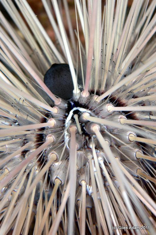 Urchin