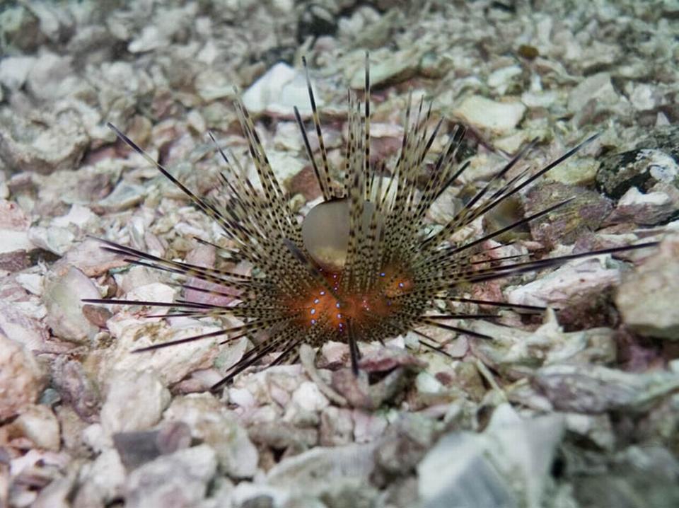 Urchin