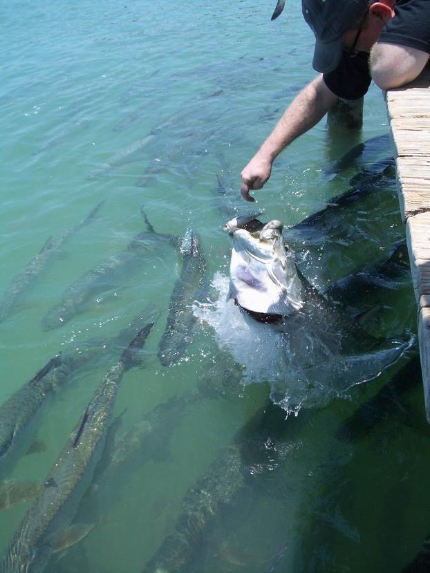 Volans and tarpon