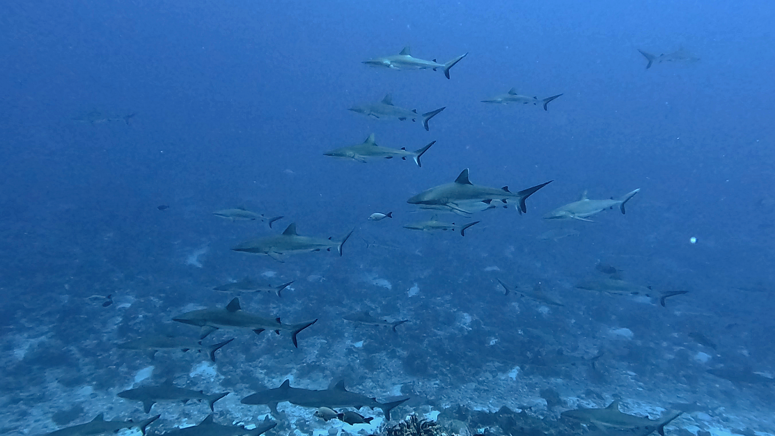 Wall of Sharks