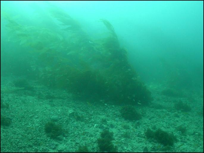 Welcome to Kelp