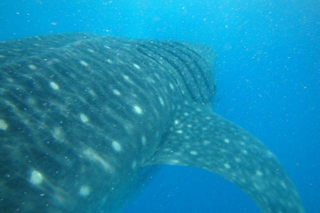 Whale Shark Snorkel