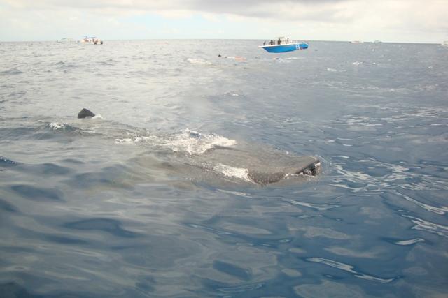 Whale Shark Snorkel