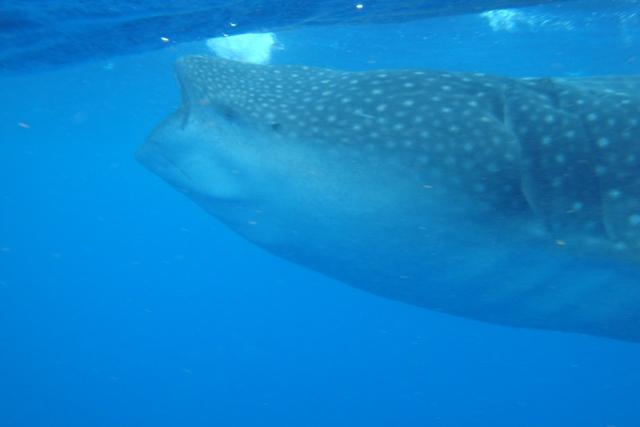 Whale Shark Snorkel