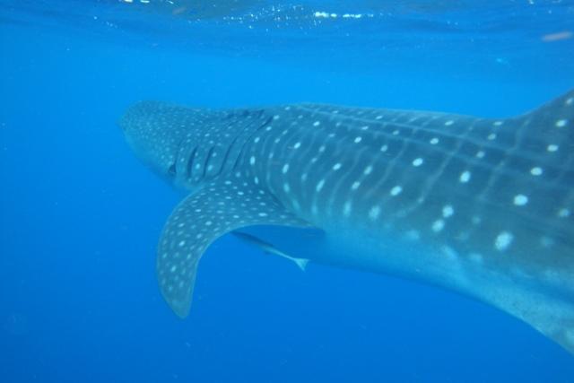 Whale Shark Snorkel