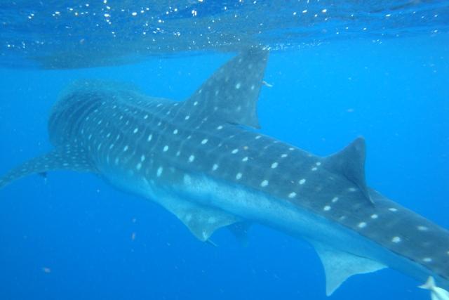Whale Shark Snorkel