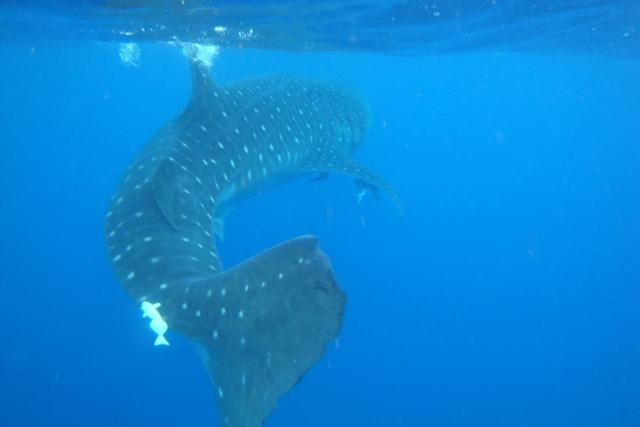 Whale Shark Snorkel