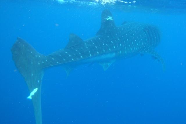 Whale Shark Snorkel