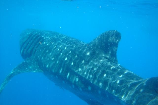 Whale Shark Snorkel