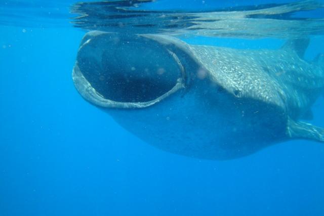 Whale Shark Snorkel