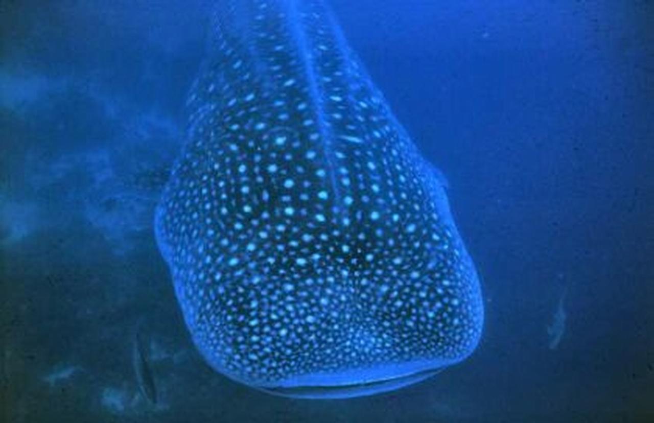 Whale Shark