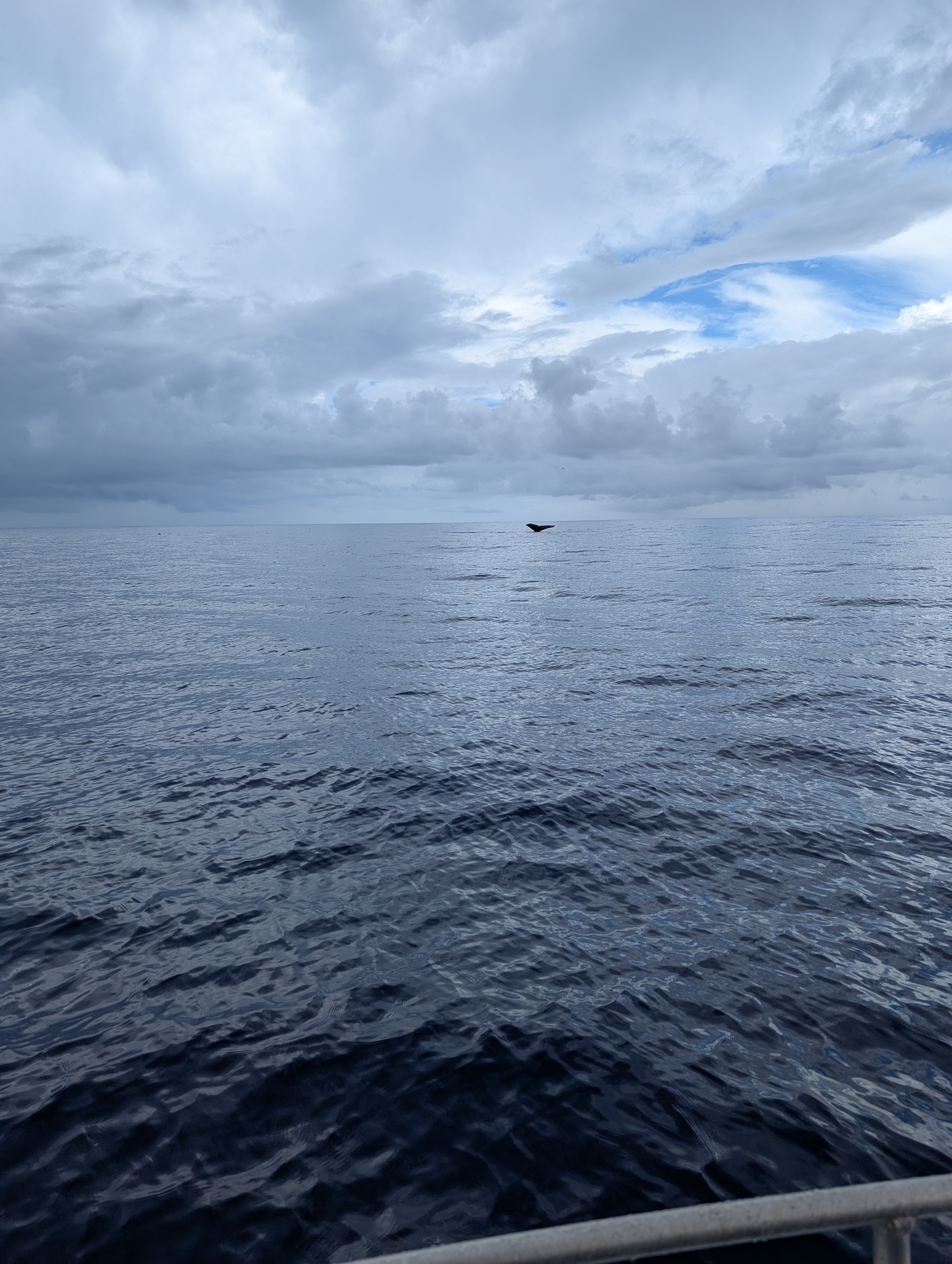 Whale Tale.jpg