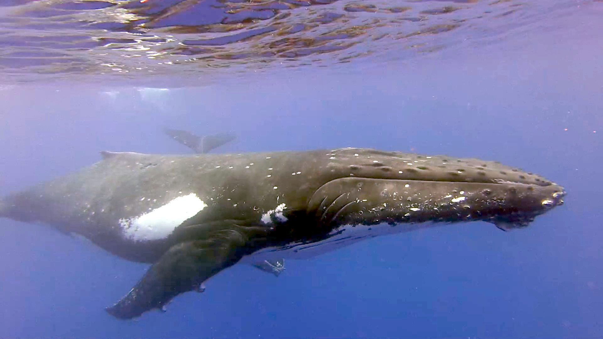 Whale!
